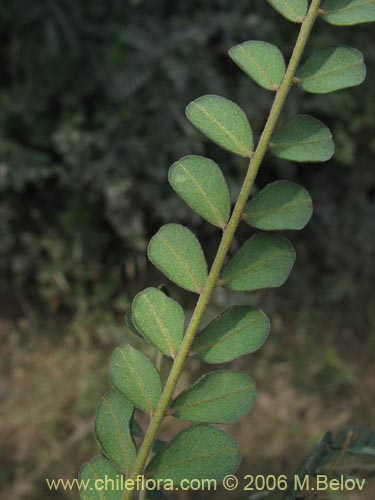 Фотография Sophora cassioides (Pelú / Mayu-monte / Pilo). Щелкните, чтобы увеличить вырез.